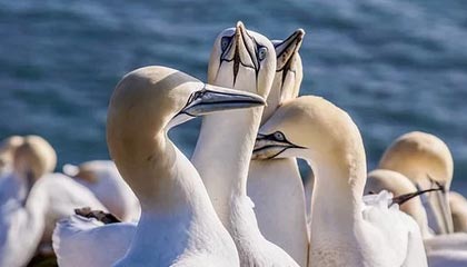 大比分领先仍被末节逆转 诡异一败加深广厦危机