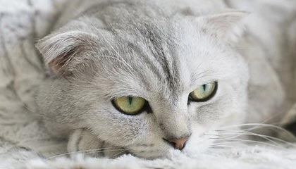 世界杯官网直播客户端下载最新版-CBA-赵睿高效34分赵继伟空砍26分 北京客场逆转辽宁