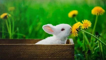 世界杯官网直播客户端下载最新版-CBA-赵睿高效34分赵继伟空砍26分 北京客场逆转辽宁